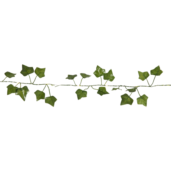 Ljusslinga Ivy